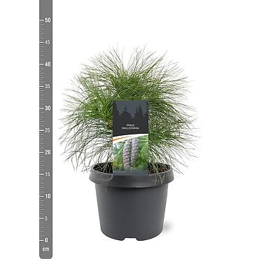 Pinus wallichiana