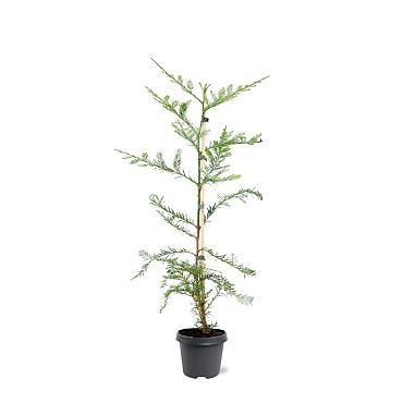 Sequoia sempervirens