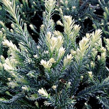 Sequoia s. 'Adpressa'