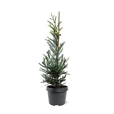 Sequoia s. 'Adpressa'