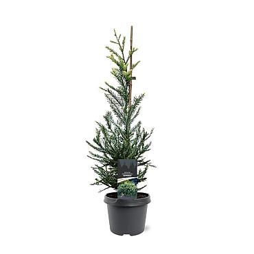 Sequoia s. 'Adpressa'
