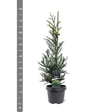 Sequoia s. 'Adpressa'