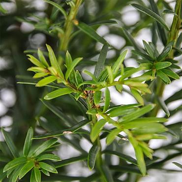 Taxus baccata