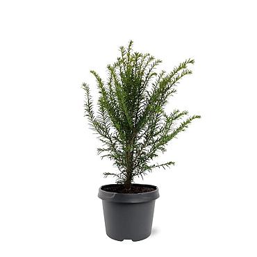 Taxus baccata