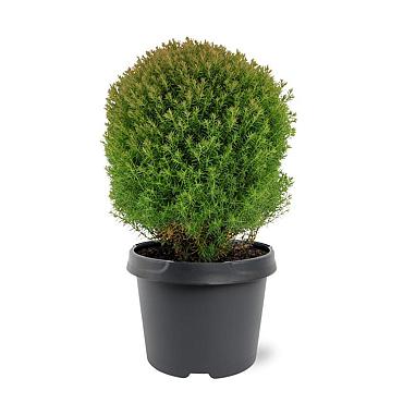 Thuja occ. 'Teddy'