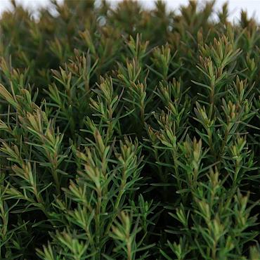 Thuja occ. 'Teddy'