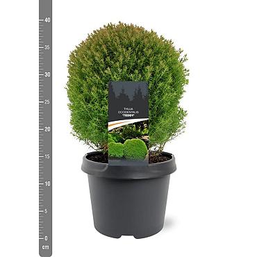 Thuja occ. 'Teddy'