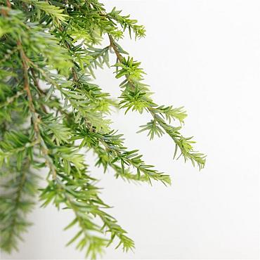Tsuga can. 'Cole's Prostrate'