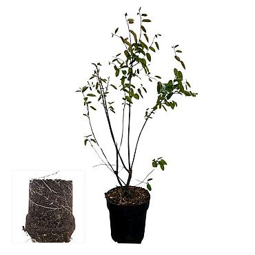 Amelanchier lamarckii