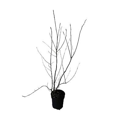 Amelanchier lamarckii