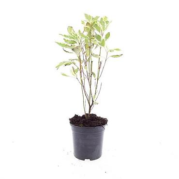 Cornus alba 'Elegantissima'