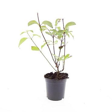 Cornus alba 'Kesselringii'
