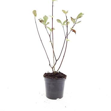 Cornus alba 'Kesselringii'