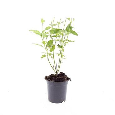 Cornus sericea 'Flaviramea'