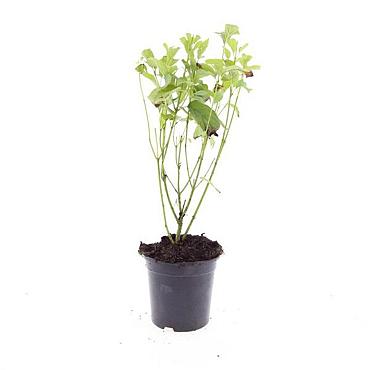 Cornus sericea 'Flaviramea'