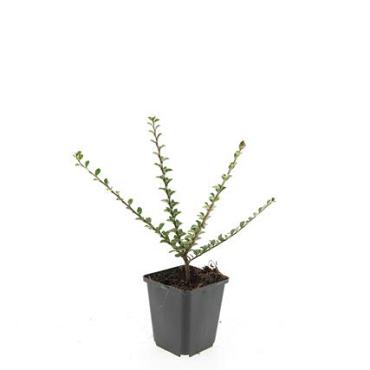 Cotoneaster horizontalis