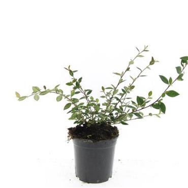 Cotoneaster lacteus