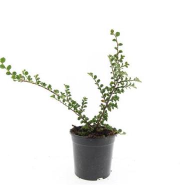 Cotoneaster nanshan 'Boer'