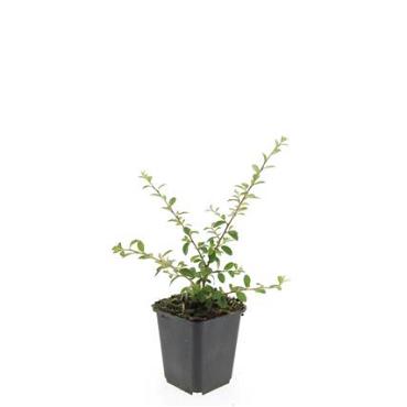 Cotoneaster suec. 'Coral Beauty'