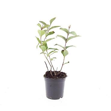 Diervilla lonicera