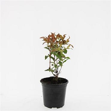 Diervilla splendens