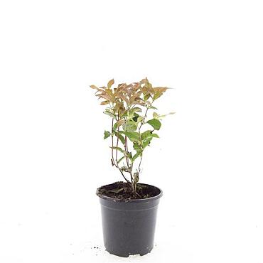 Diervilla splendens