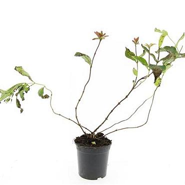 Diervilla splendens