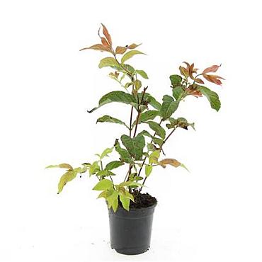 Diervilla splendens