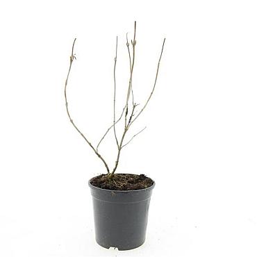 Diervilla splendens