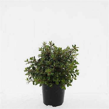 Escallonia 'Red Dream'