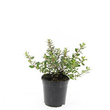 Escallonia 'Red Dream'