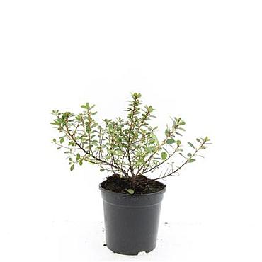 Escallonia 'Red Dream'