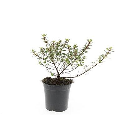 Escallonia 'Red Dream'