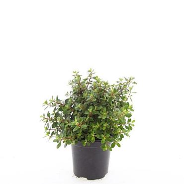 Escallonia 'Red Dream'