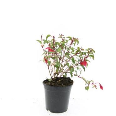 Fuchsia 'Madame Cornelissen'