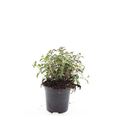 Fuchsia 'Madame Cornelissen'