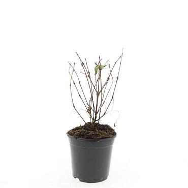 Fuchsia 'Madame Cornelissen'