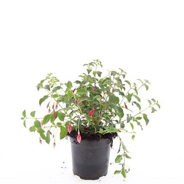 Fuchsia 'Mrs Popple'