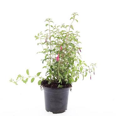 Fuchsia 'Riccartonii'