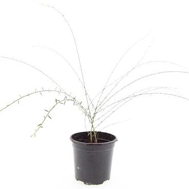 Genista lydia