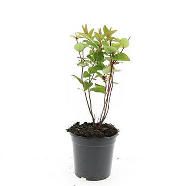 Hypericum androsaemum