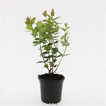 Hypericum androsaemum