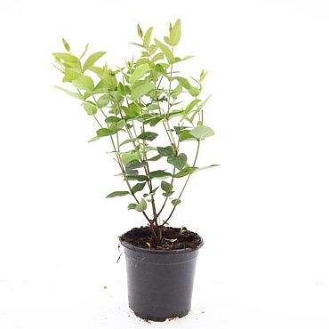 Hypericum androsaemum