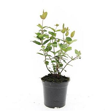 Hypericum androsaemum