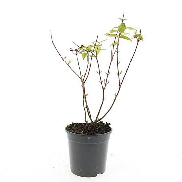 Hypericum androsaemum