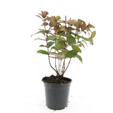 Hypericum andr. 'Albury Purple'