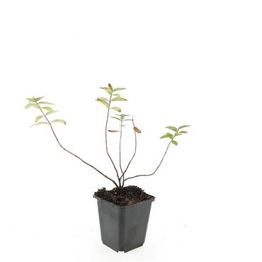 Hypericum dummeri 'Peter Dummer'