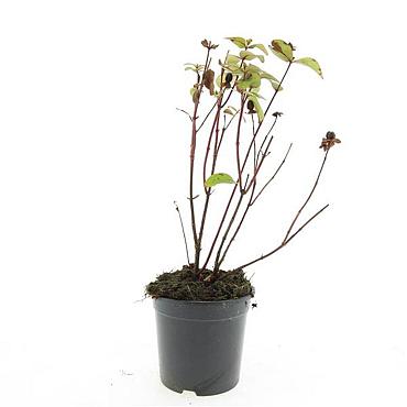 Hypericum i. Magical Red