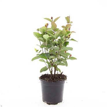 Hypericum i. Magical Red