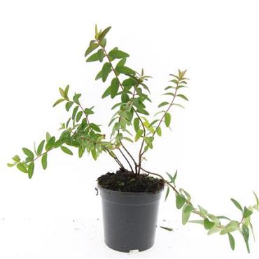 Hypericum kouytchense